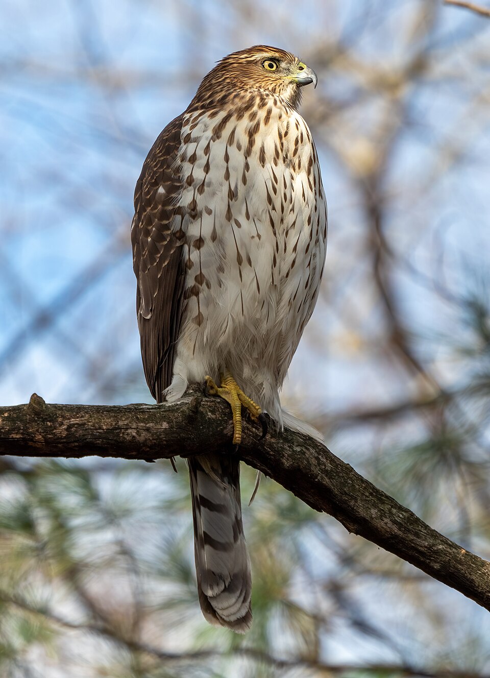 布鲁克林展望公园怎么玩？入口、亲子与半日接送｜Cooper's hawk in Prospect Park (22513)