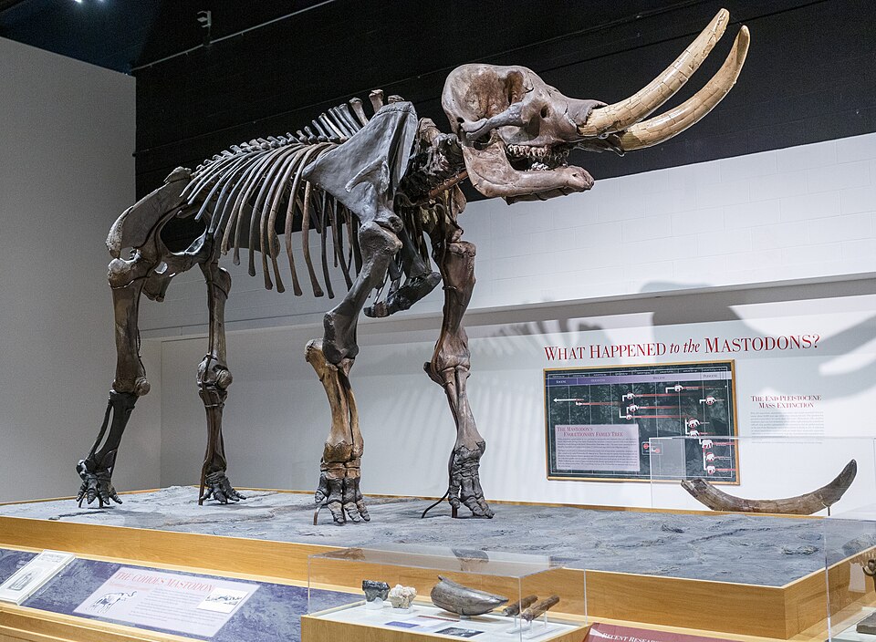 奥尔巴尼纽约州博物馆怎么玩？亲子看展与过夜路线｜Cohoes Mastodon, New York State Museum