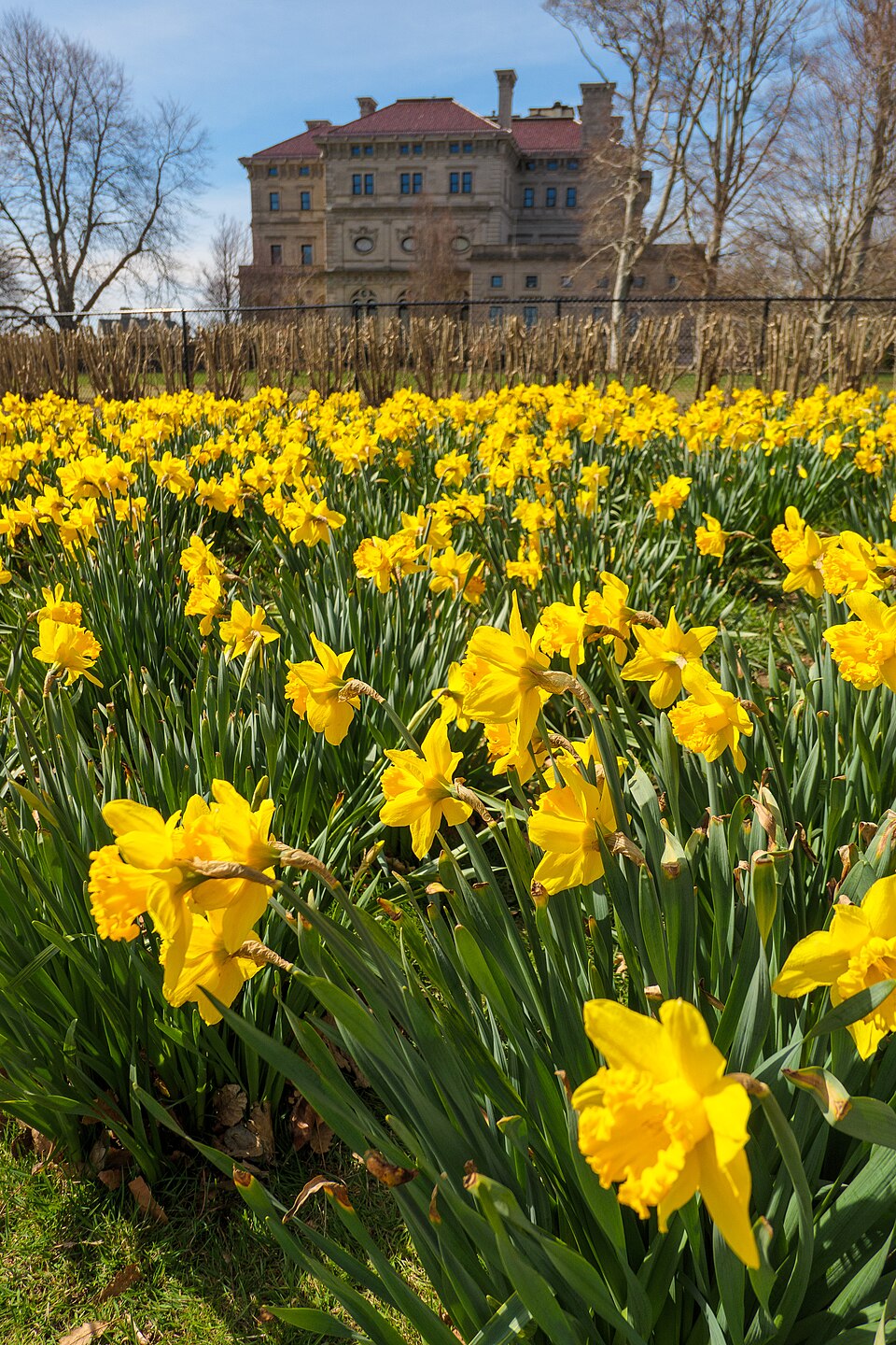 纽波特悬崖步道怎么走？老人亲子短段与返程｜Cliff Walk Daffodils in Newport, Rhode Island