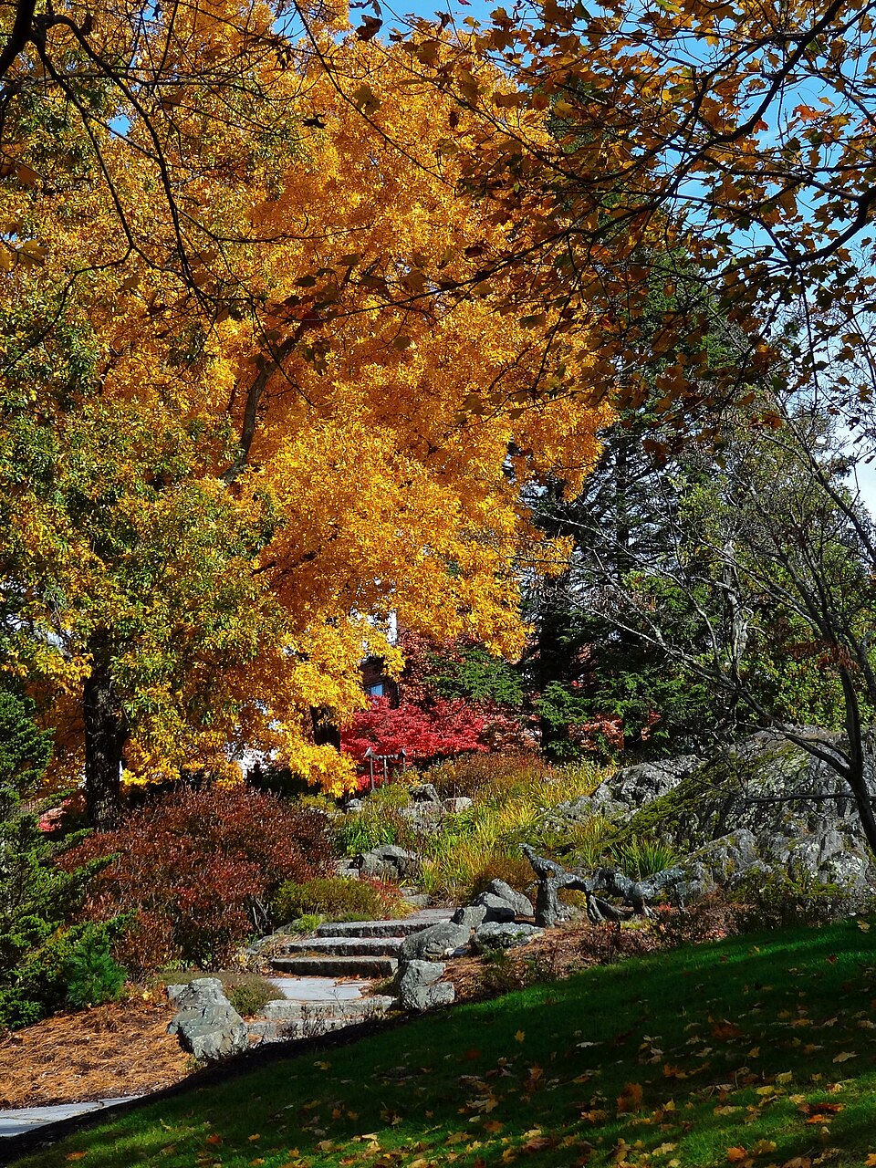 波士顿近郊deCordova怎么玩？雕塑公园与体力取舍｜Garden and Sculptures at DeCordova Museum in the Fall