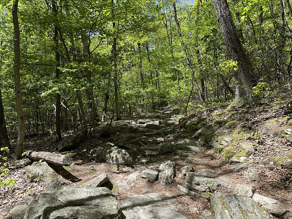 Hawk Mountain怎么看鸟？家庭步道与季节预期｜Lookout Trail at Hawk Mountain Sanctuary