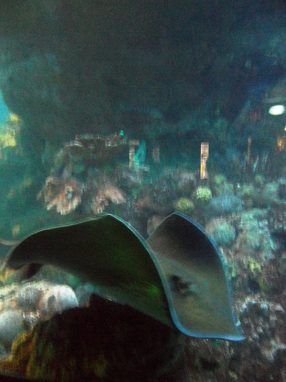 波士顿新英格兰水族馆怎么去？预约、婴儿车与亲子攻略｜Atlantic Stingrays New England aquarium Boston Massachusetts - 2012