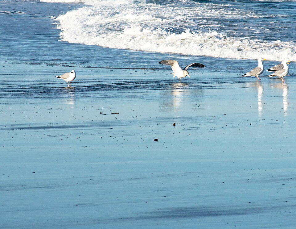 Kennebunkport適合住幾晚？緬因海岸家庭基地｜Five Gulls (13286452303)