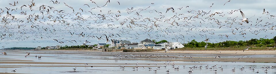 新泽西Cape May怎么玩?海边街区与家庭过夜规划|Flock of gulls in Cape May (20662)