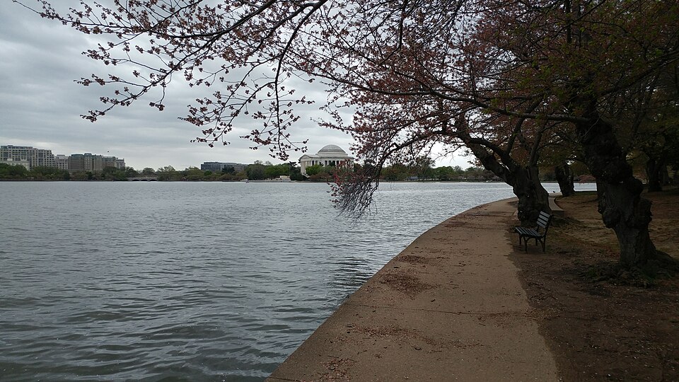 杰斐逊纪念堂怎么去？潮汐湖短停与老人步行取舍｜Jefferson Memorial Tidal Basin Blossom
