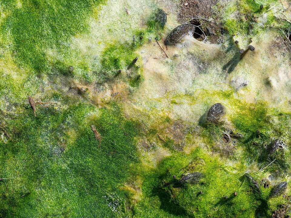 布魯克林Marine Park怎麼玩？自然散步與親子短日｜Algal mat in Marine Park (90933)