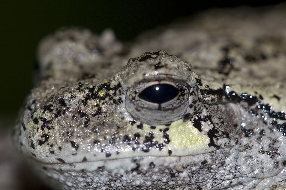 伊薩卡卡尤加自然中心怎麼玩？親子步道與湖區半日｜Gray Treefrog Closeup
