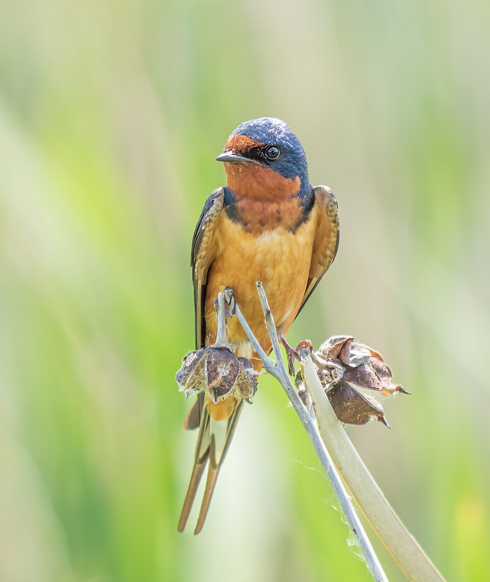 蒙特祖馬國家野生動物保護區怎麼玩？觀鳥與家庭駕車｜Barn swallow in Montezuma (14460)