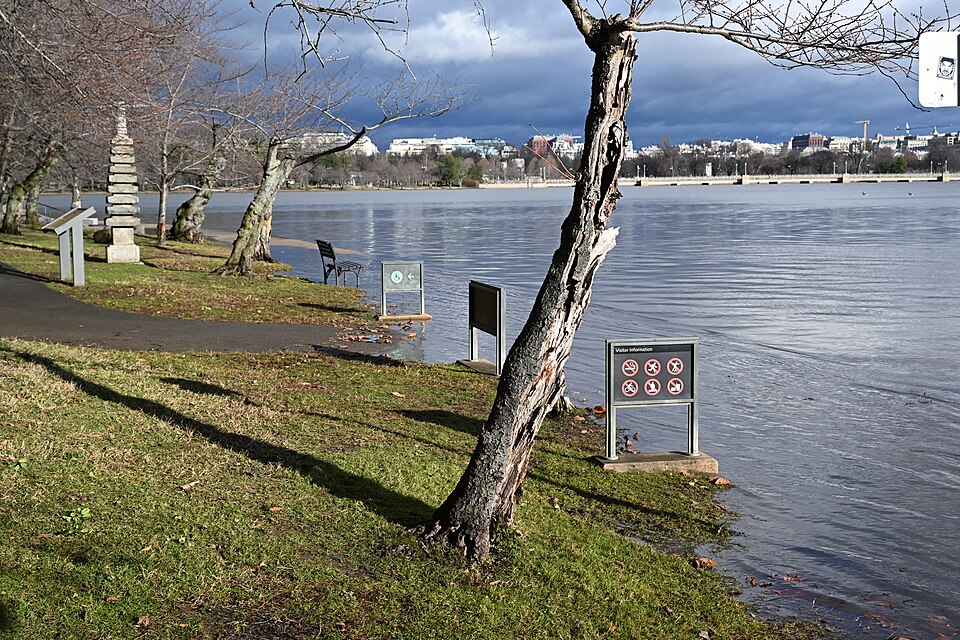 罗斯福纪念园怎么逛？潮汐湖短段与父母休息｜Flooding near the FDR memorial Tidal Basin Washington DC 2024-01-13 09-27-11 1