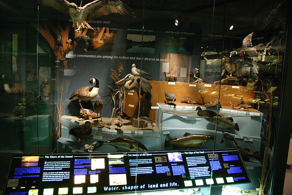 格林威治Bruce博物館怎麼逛？藝術科學與家庭短停｜Bruce Museum 01 - birds