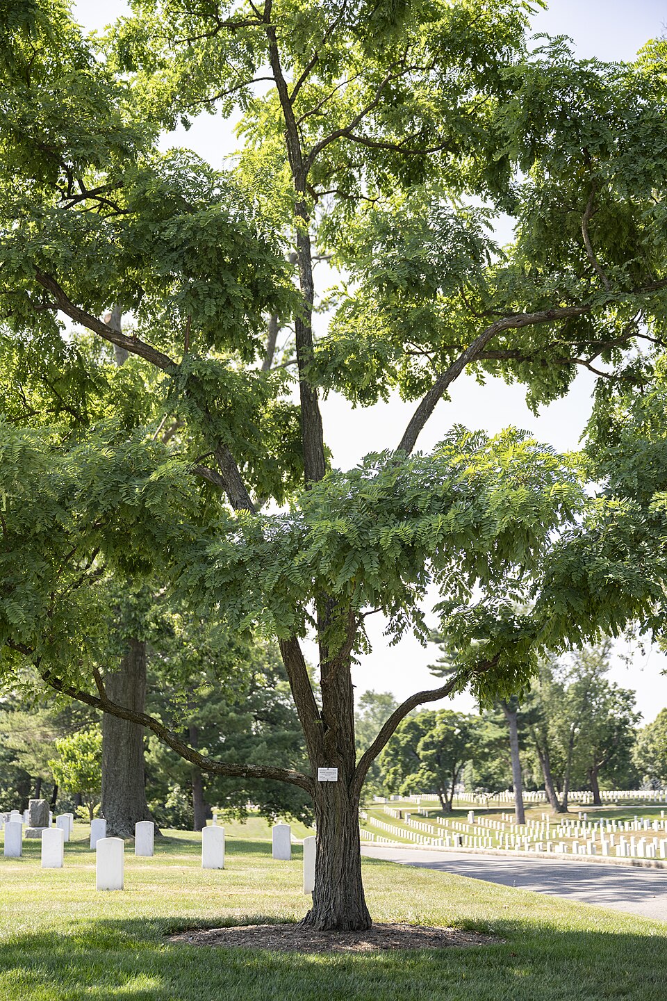 阿灵顿国家公墓怎么参观？证件、步行与家庭接送指南｜Medal of Honor Trees at Arlington National Cemetery, Arlington, Virginia, June 18, 2024 - 34