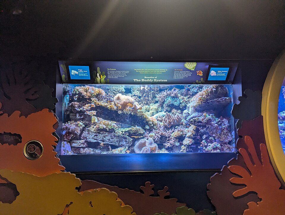 纽约水族馆怎么去?康尼岛、海边与亲子交通|New York Aquarium Reef Tank