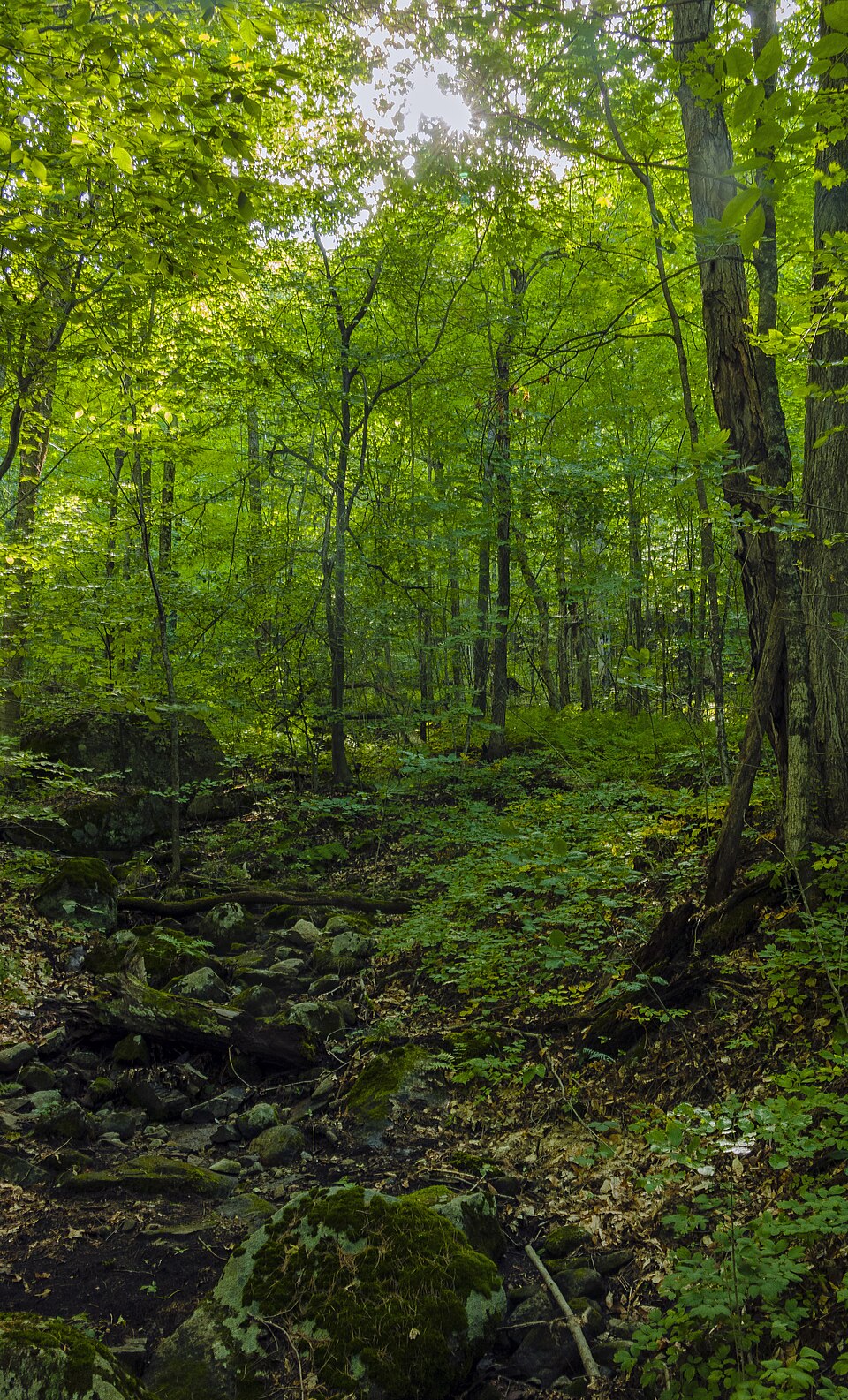 阿迪朗达克不徒步怎么玩？老人家庭基地与观景选择｜Ranger's Trail up Poke-O-Moonshine Mountain, near base