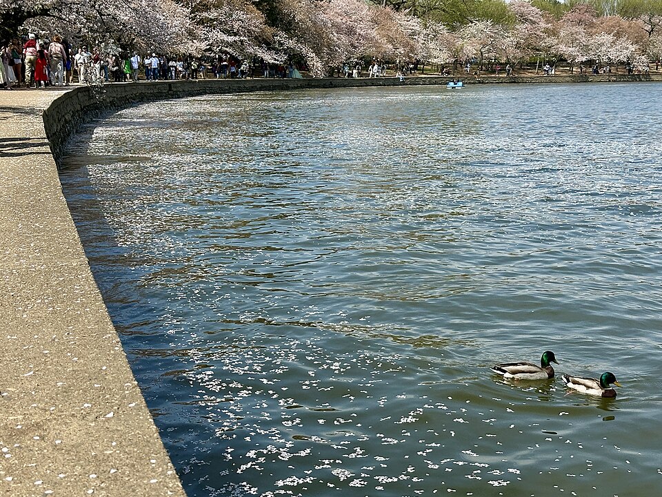 华盛顿樱花季怎么安排交通？花期、潮汐湖与家庭接送｜Tidal Basin cherry blossoms - 2026 - 6