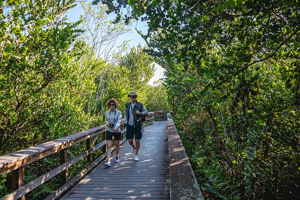 邁阿密去大沼澤地怎麼選入口？Shark Valley與Homestead比較｜Walking the Bobcat Boardwalk Trail (53426894318)